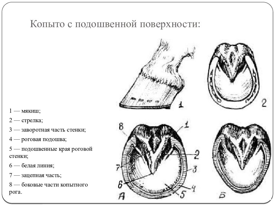 Стенка копыта