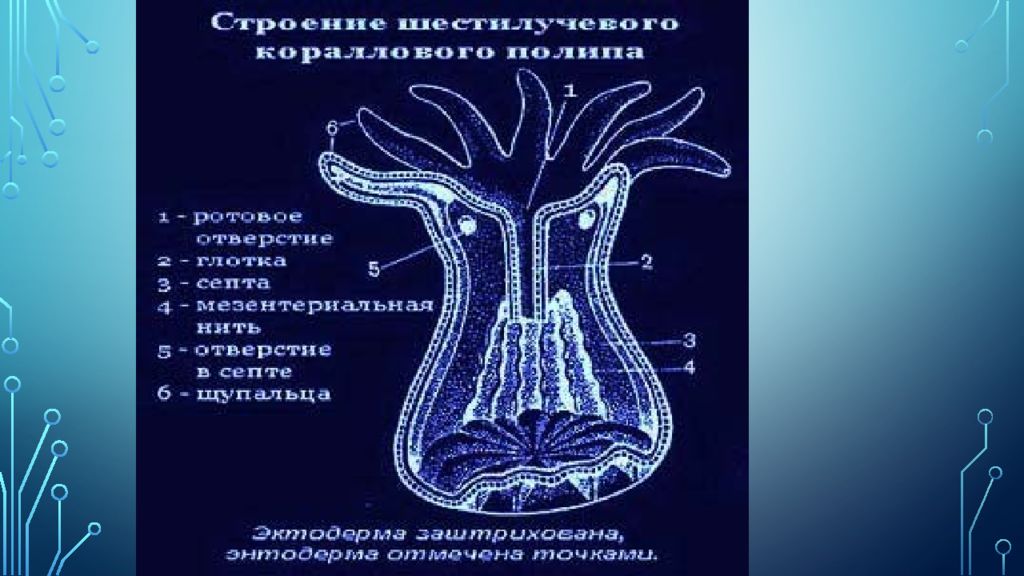 Коралловый полип группа. Шестилучевые коралловые полипы. Строение шестилучевого кораллового полипа. Внутреннее строение полипа. Коралловый полип актиния строение.