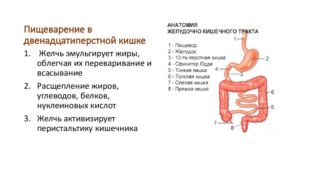 Обработка пищевого комка желчью. Двенадцатиперстная кишка анатомия. Пищеварение в 12 перстной кишки рисунок. Желудок и двенадцатиперстная кишка анатомия человека. Пищеварение в 12 перстной кишки строение и функции.