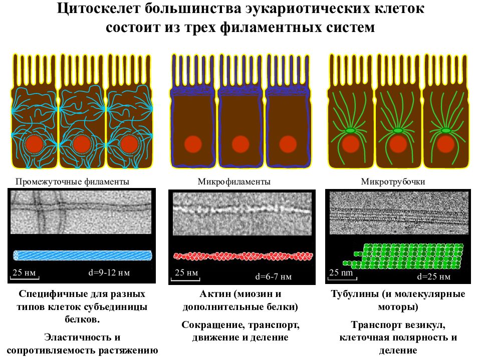 Цитоскелет это. Цитоскелет типы. Цитоскелет эукариот строение. Цитоскелет классификация. Цитоскелет клетки состоит из.