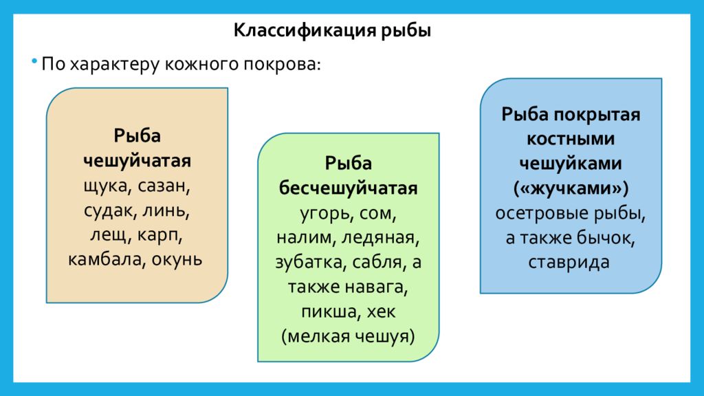 Классификация рыб. Классификация рыбы по характеру кожного Покрова. Классификация рыбы по кожному Покрову. Классификация рыбы по размеру. Классификация видов рыб.