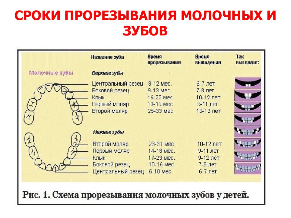 Схема прорезывания молочных зубов