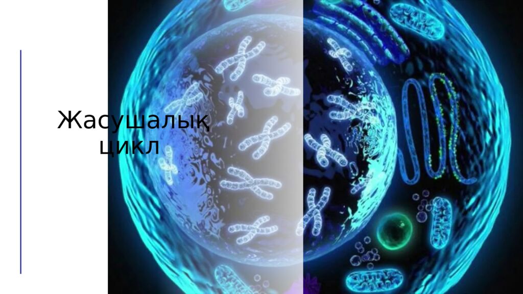 Жасушалық цикл