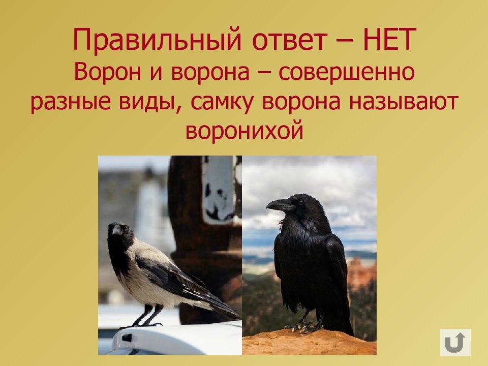 Ворон и ворона разные виды. Ворон и ворона это разные птицы. Ворон и ворона это разные птицы или нет. Ворона и Ворониха.