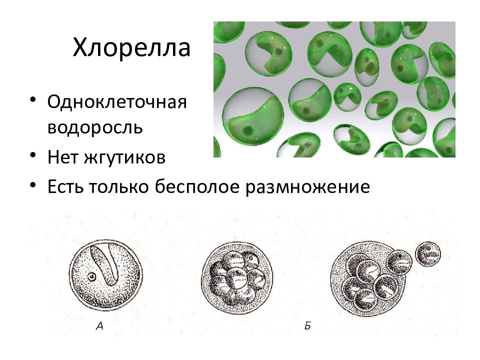 Хлорелла одноклеточная водоросль. Хлорелла водоросль периноид. Размножение хлореллы рисунок. Хлорелла строение размножение. Строение клетки водоросли хлореллы 5 класс.