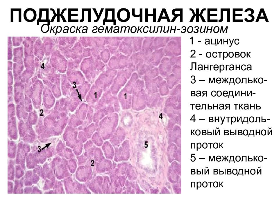 Железы какая ткань. Поджелудочная железа гистология препарат. Островки Лангерганса поджелудочной железы гистология. Ацинусы поджелудочной железы гистология. Ацинус поджелудочной железы гистология строение.