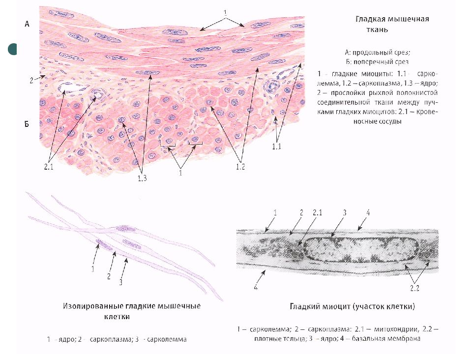 Строение клетки гладкая мышечная ткань