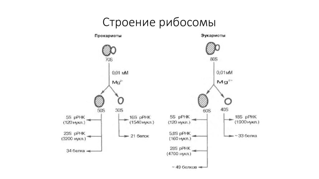 Рибосомы прокариот и эукариот таблица