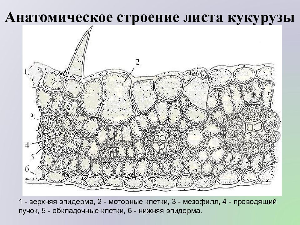 Анатомическое строение листа