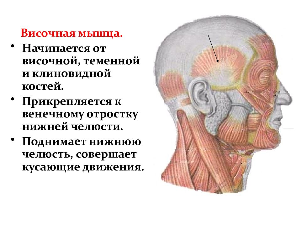 Костя прикрепляется к. Височно-теменная мышца начало и прикрепление. Прикрепление височно теменной мышцы. Височная и височно теменная мышца. Височная мышца начало и прикрепление функции.