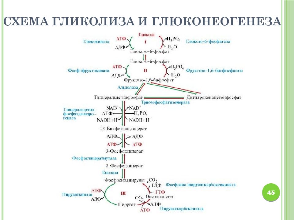 Пируват атф. Синтез Глюкозы - глюконеогенез. Схема глюконеогенеза биохимия. Гликолиз схема с ферментами. Глюконеогенез биохимия с ферментами.