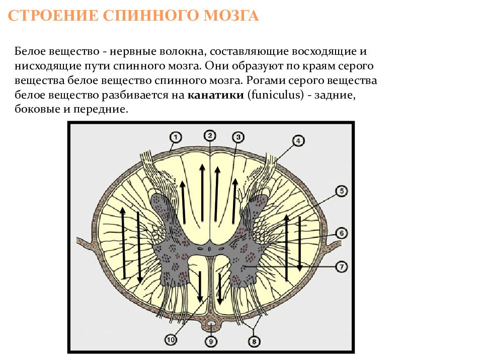 Белое и серое вещество спинного мозга презентация