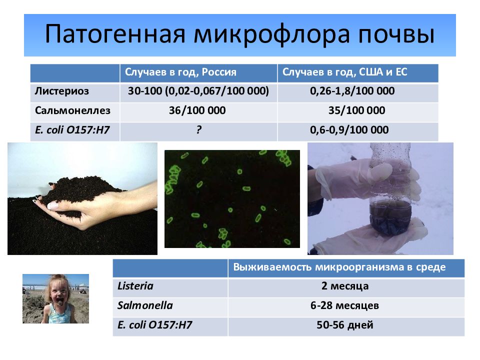 Микрофлора почвы микробиология презентация