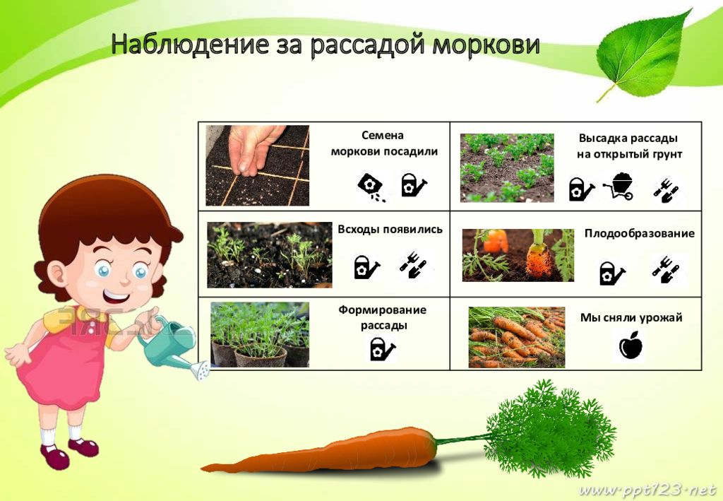 Наблюдения за семенами растений. Наблюдение за рассадой моркови. Наблюдение за рассадой в детском. Наблюдение за рассадой в ДОУ. Наблюдение за огородом.