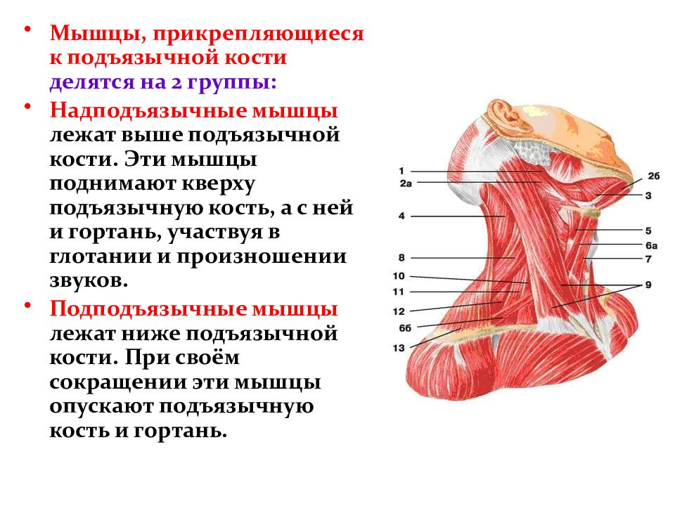 Мышца выше. Мышцы шеи прикрепляющиеся к подъязычной кости. Лопаточно подъязычная мышца шеи. Мышцы шеи анатомия прикрепления. Мышцы головы и шеи вид сбоку.