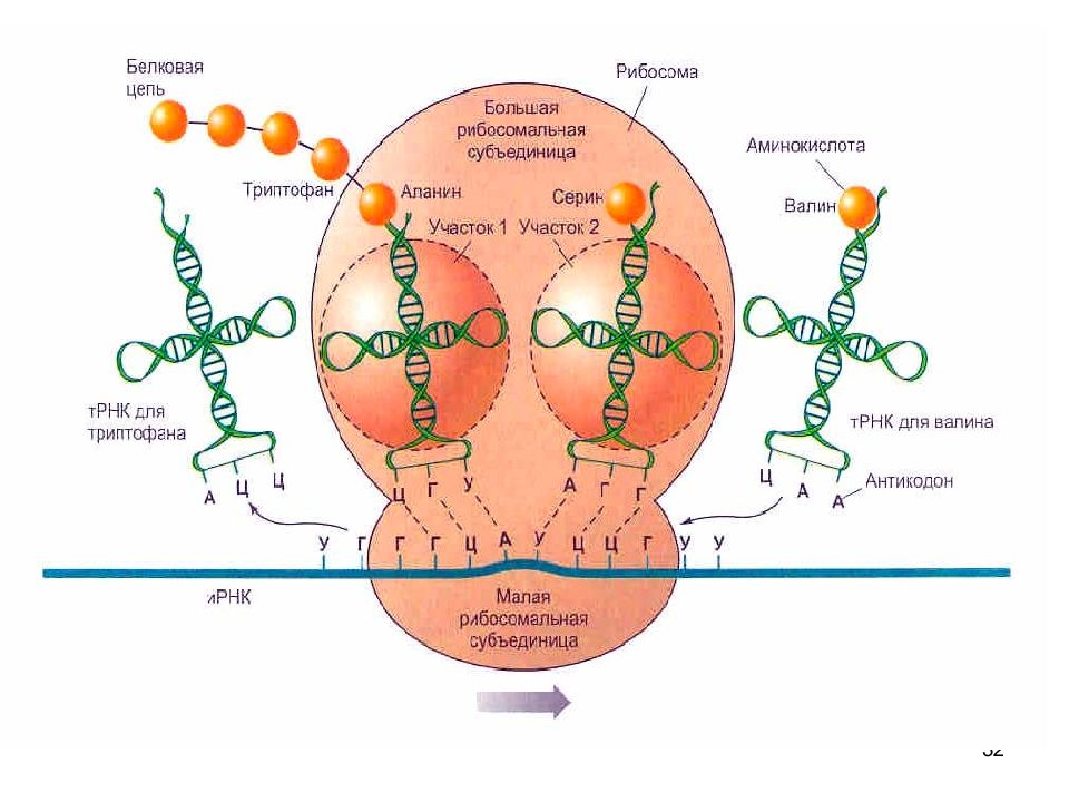 Рибосомы синтезируют полипептиды. Строение рибосомы с ТРНК. Строение рибосомы пептидный центр. Строение рибосомы активные центры. Образование функционально активной рибосомы.
