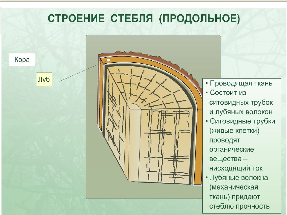 Функции сердцевины биология 6 класс. Внутреннее строение стебля. Строение сердцевины стебля. Строение стебля продольное. Строение коры стебля.