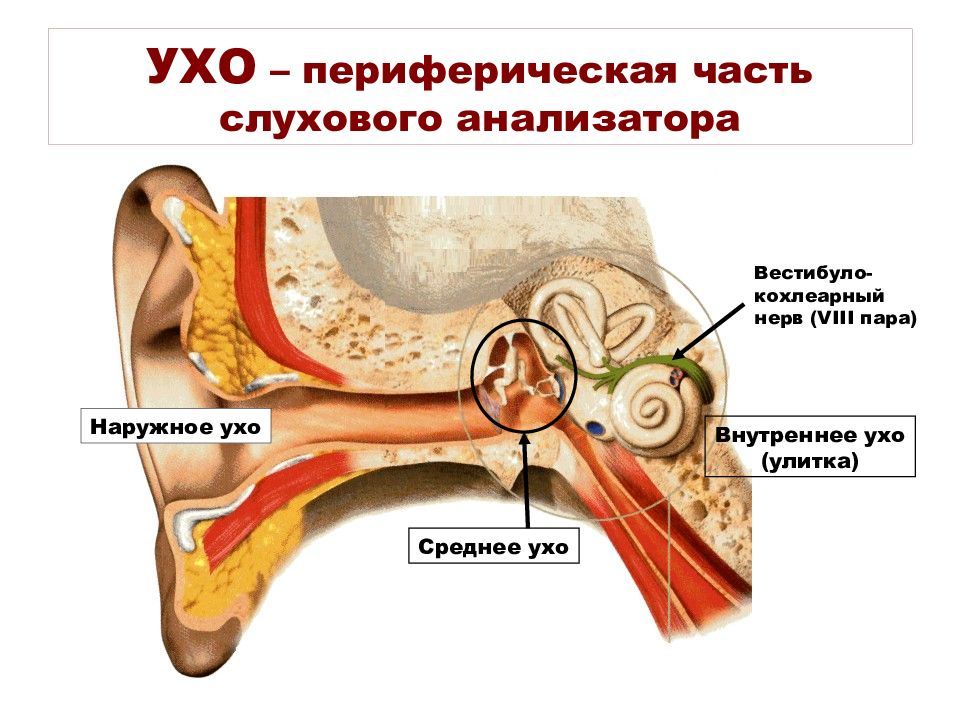 Клиническая анатомия и физиология слухового анализатора презентация