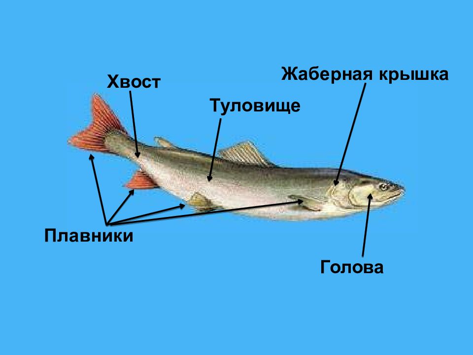 Жаберные крышки у рыб. Жаберная крышка у рыб. Жаберные жаберные крышки. Жаберные крышки строение. Заглушка жаберная.