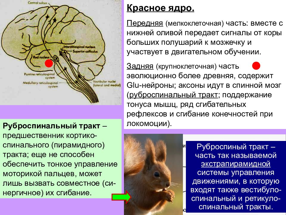 Красное ядро. Красное ядро среднего мозга. Функции красного ядра среднего мозга. Красные ядра среднего мозга обеспечивают функцию. Красное ядро физиология.