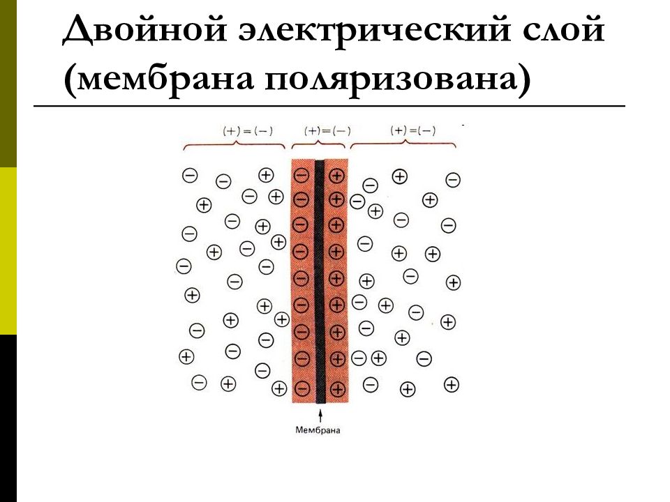 Двойной электрический. 9. Двойной электрический слой и его строение. Электрические слои. Фильтрация в глинах двойной электрический слой учебник. Физиология возбудимой ткани кроссворд.