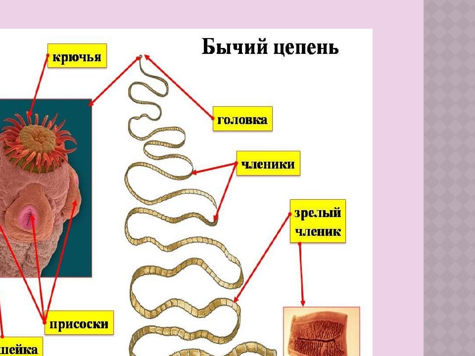 Тениоз возбудитель. Тениоз инфекционные болезни презентация.