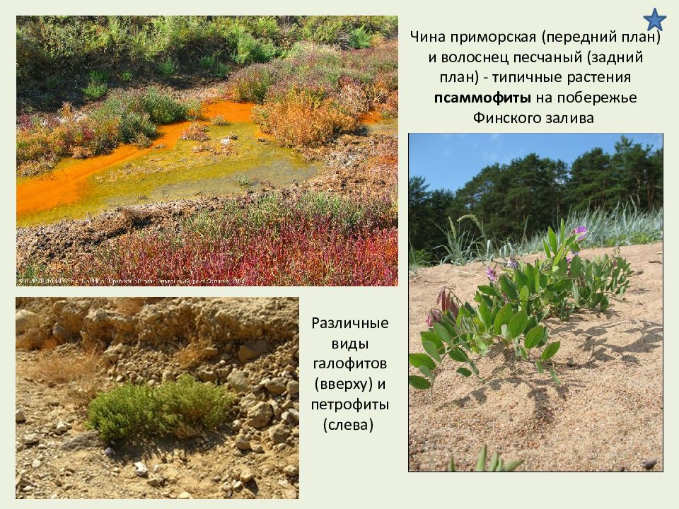 солерос галофит. псаммофиты растения. псаммофиты примеры. псаммофиты примеры. растения индикаторы.
