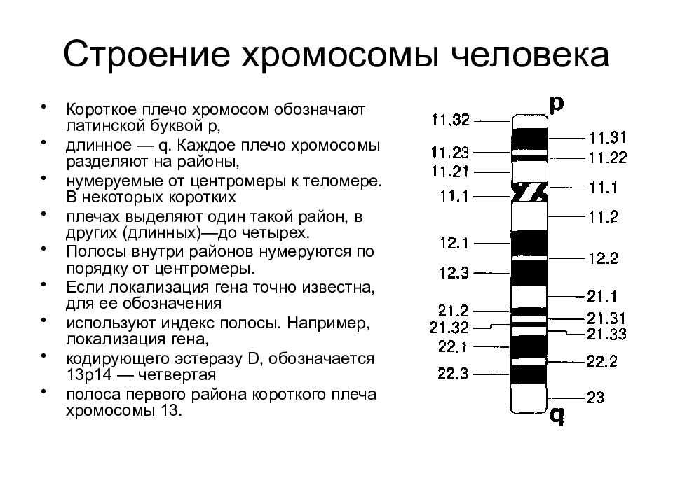 Первая хромосома. Строение хромосом человека. Структура хромосомы человека. Короткое и длинное плечо хромосомы. Генетическая структура хромосом.