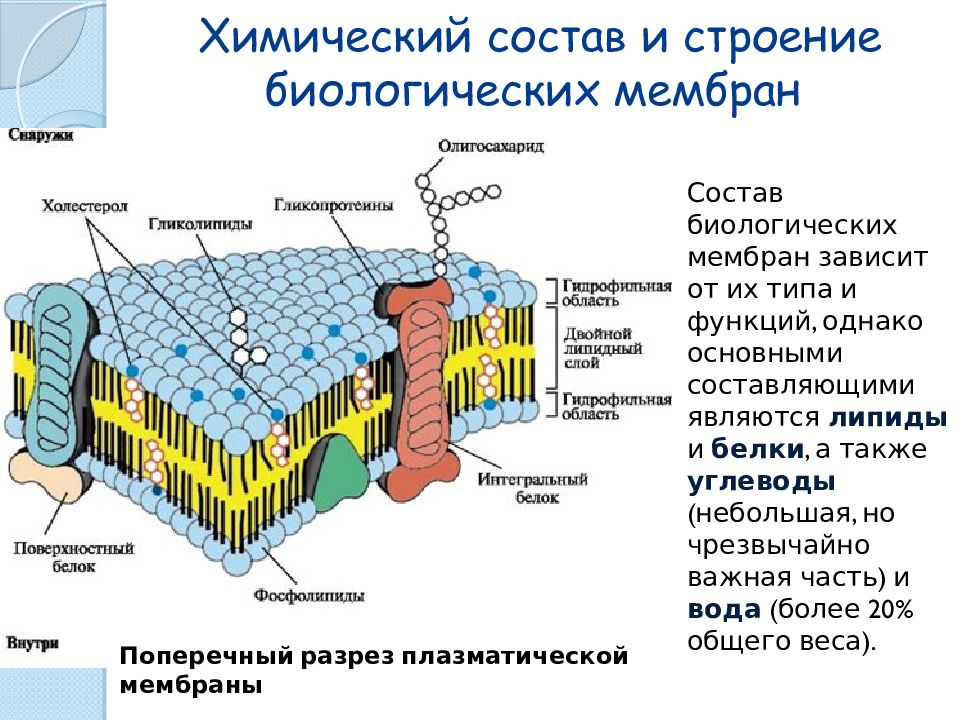 Схема строения биологической мембраны