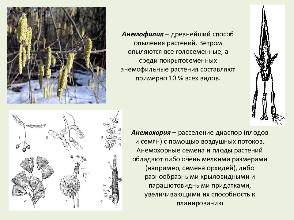 Опыление ветром голосеменных. Анемофилия растения. Опыление ветром у голосеменных. Примеры анемофильных растений. Опыление анемофилия.