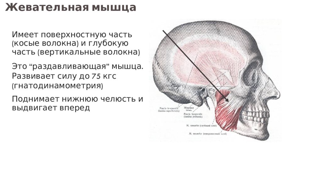 Жевательные мышцы схема