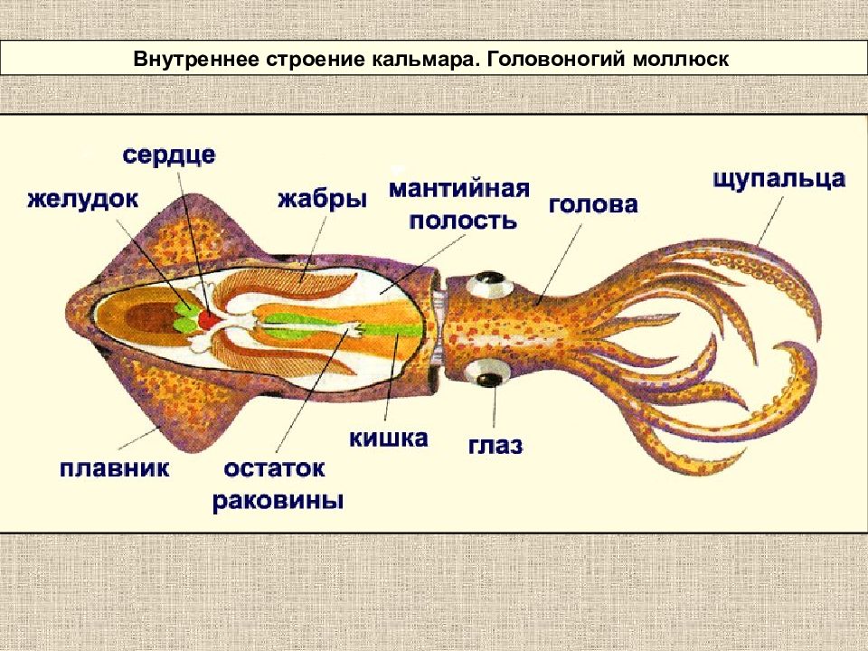 Особенности строения головоногих моллюсков