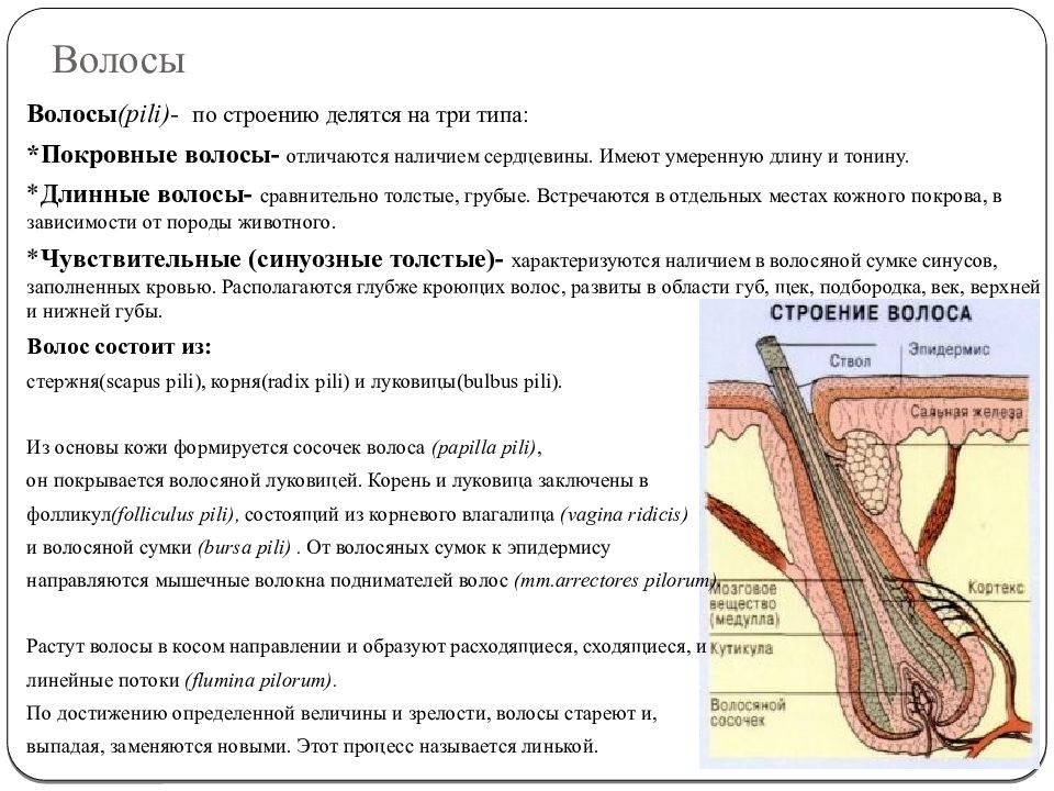 Дерматология животных презентация