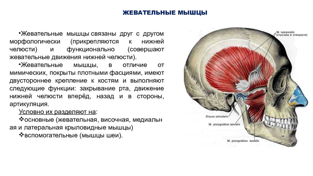 Мышцы фасции и топография шеи