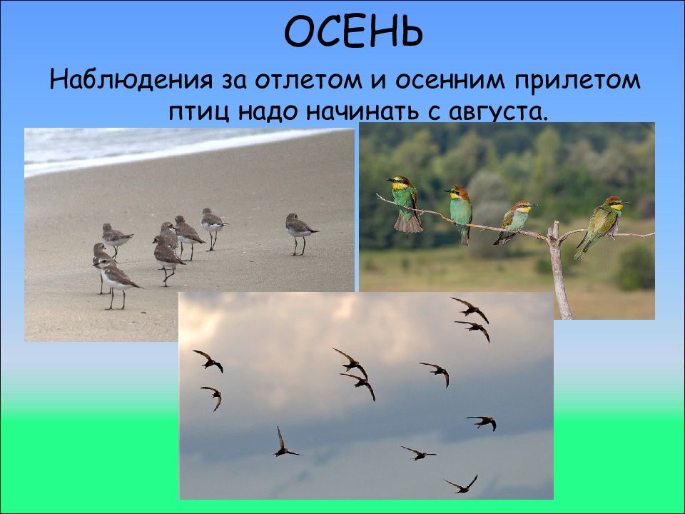 Птицы должны. Стих про отлет птиц. Прилет птиц-это явление природы.