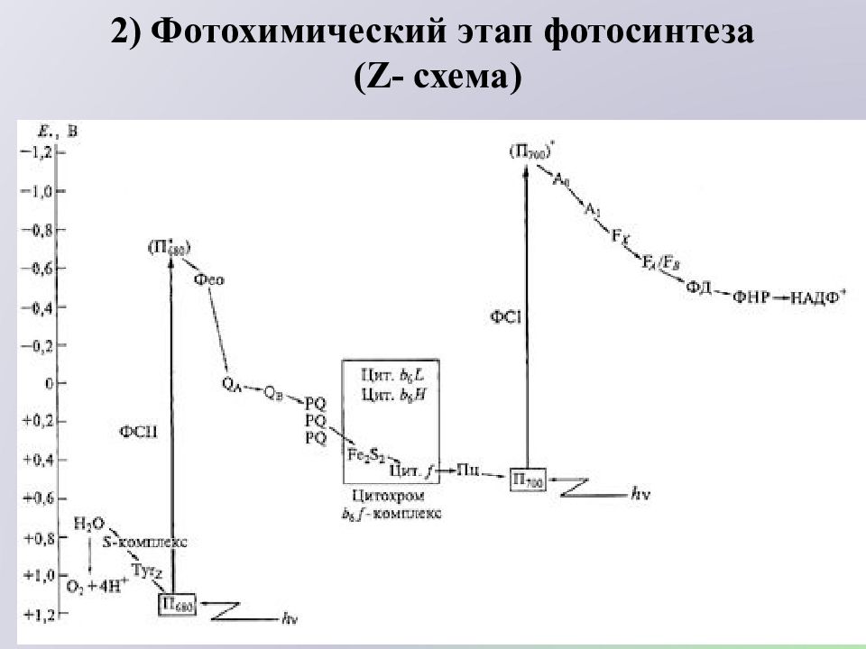 Z схема. Нециклический фотосинтез схема. Нециклический транспорт электронов z-схема фотосинтеза. Схема нециклического транспорта электронов при фотосинтезе. ЭТЦ фотосинтеза: циклический и нециклический транспорт электронов.