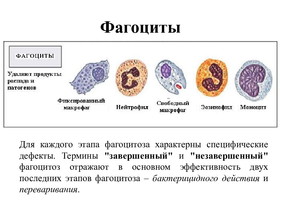 Клетки способные к фагоцитозу. Фагоциты строение и функции. Фагоциты какие клетки. Клетки фагоцитарной системы. Клетки крови фагоциты.