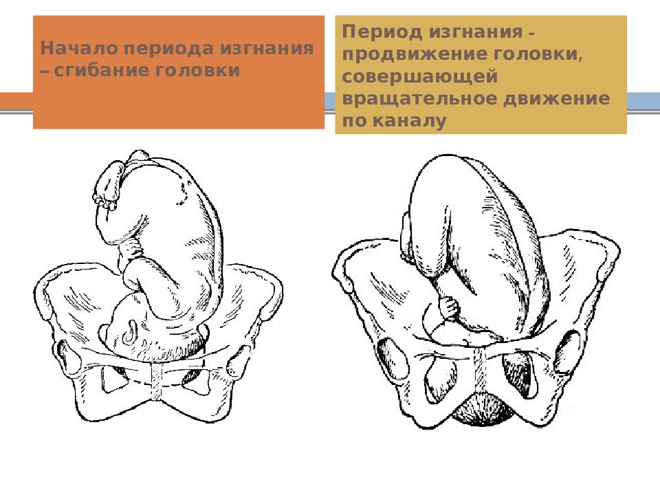 Физиология беременности презентация