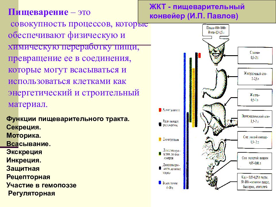 Схема жкт корнилова