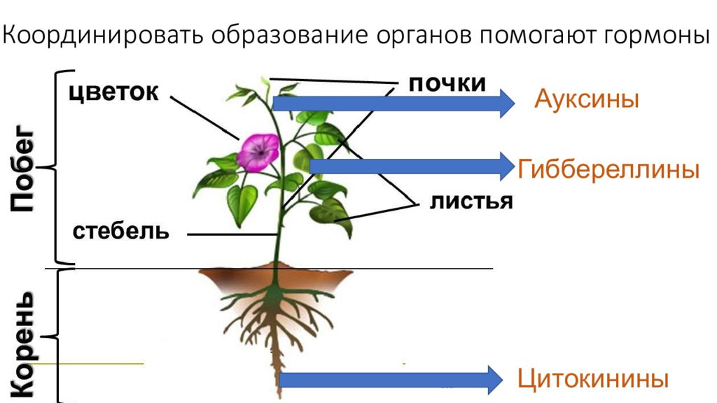 Презентация гормоны растений