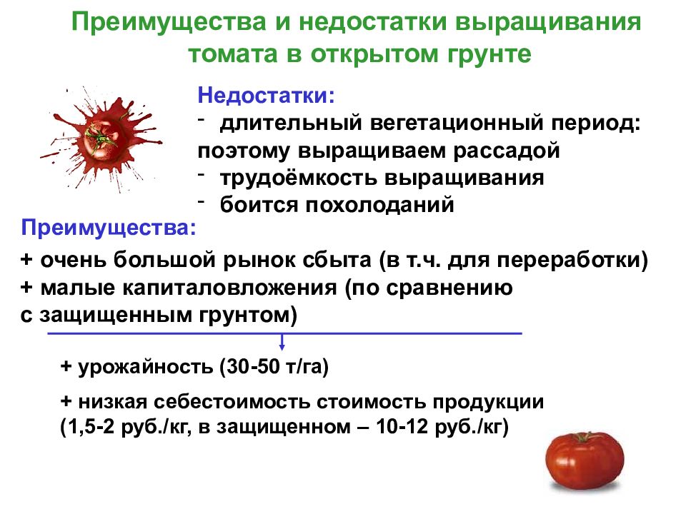 Физиологические признаки томата биология 5 класс впр. Селекция помидоров. Вегетационный период томатов. Презентация на тему выращивание томатов. Биологические особенности помидоров.