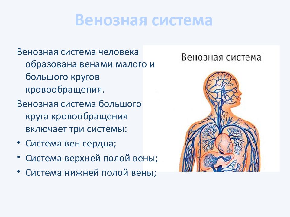 Презентация венозная система человека