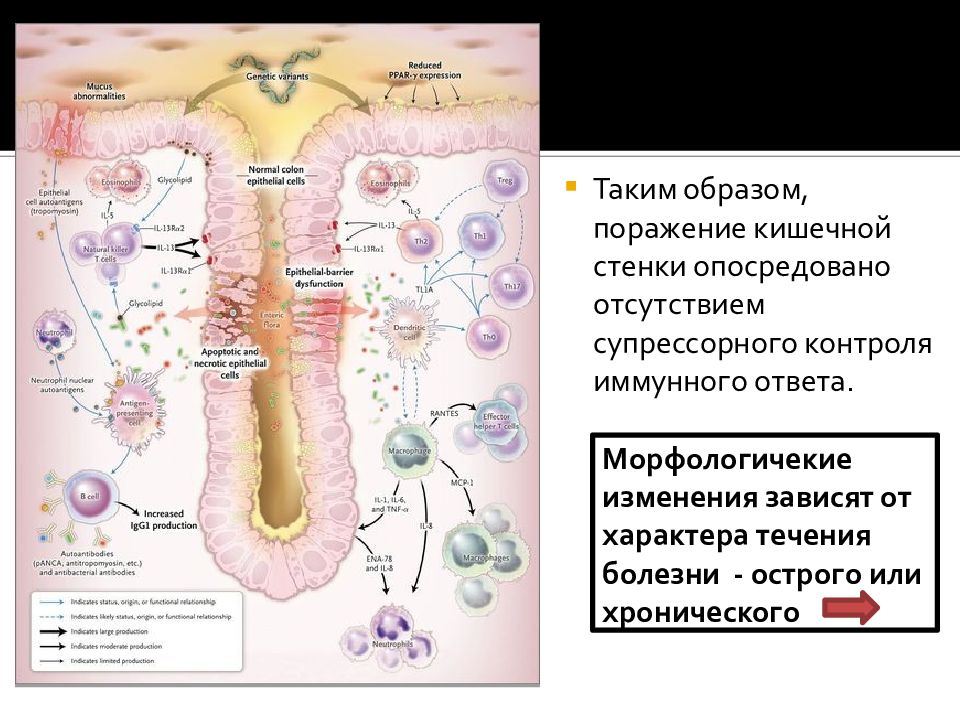 Патогенез болезни крона схема