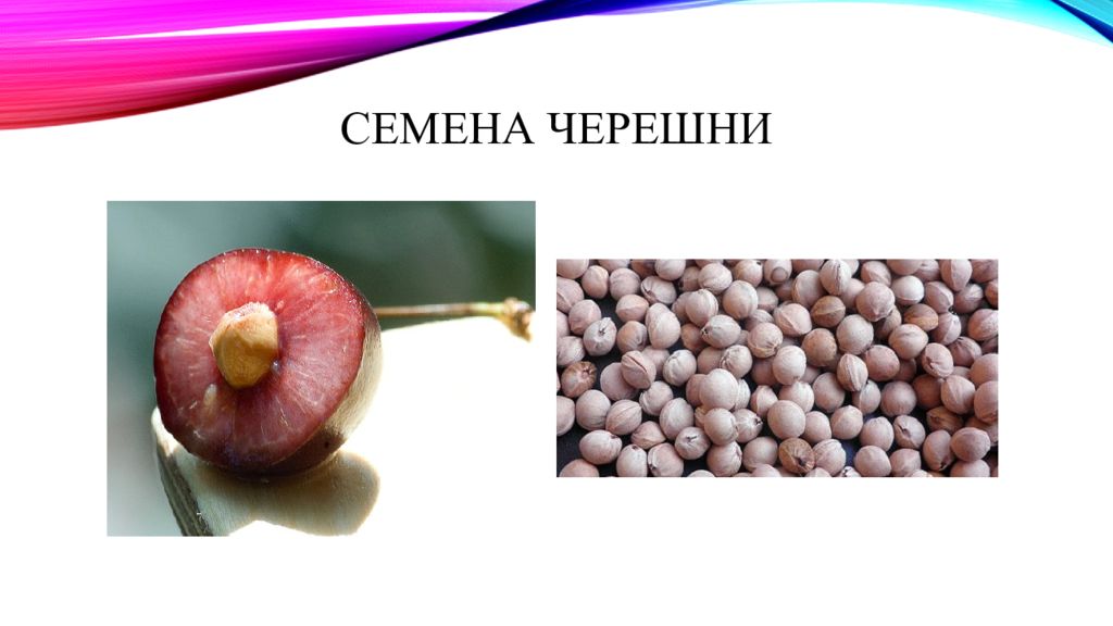 Признаки семян. Недоброкачественные признаки семени вишни.