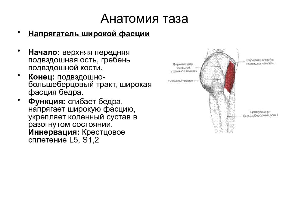 Мышцы и фасции бедра