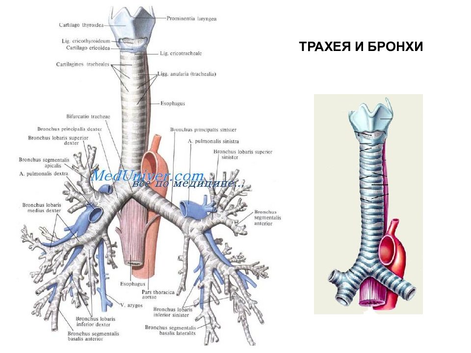 Бронхи анатомия