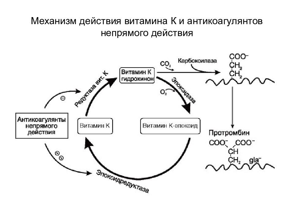 Действие витамина c