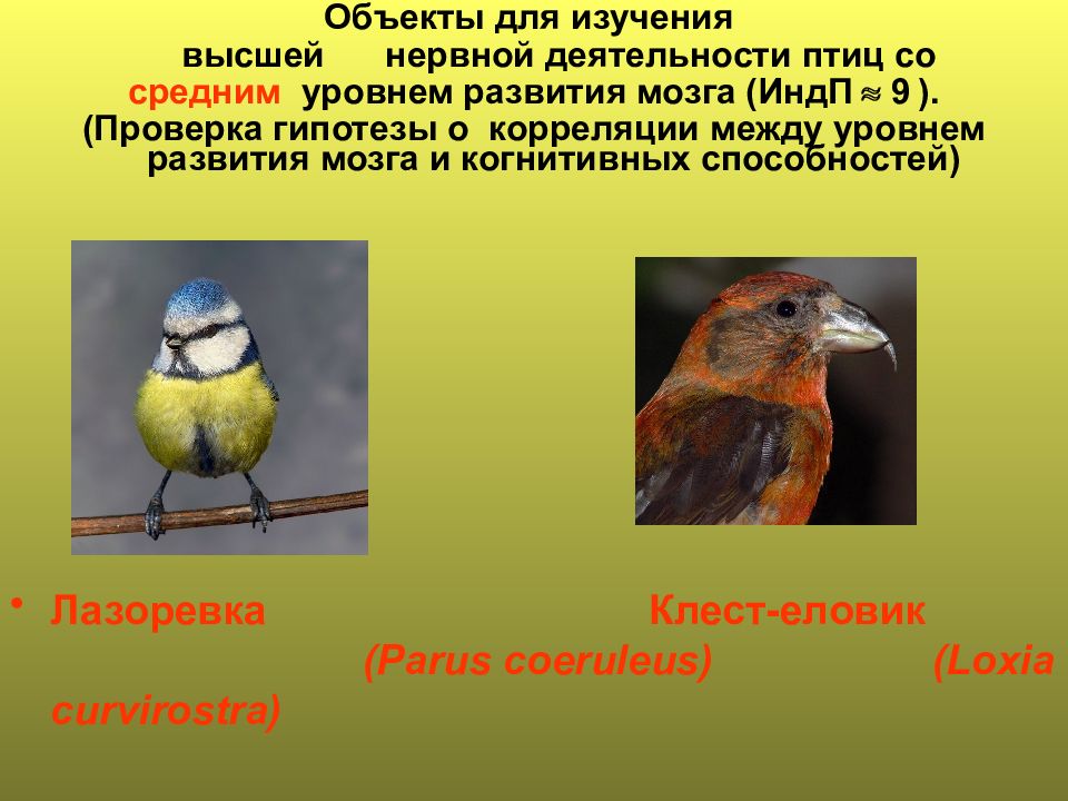 Деятельность птиц. Активность птицы. Орудийная деятельность птиц. Животные с высоким уровнем рассудочной деятельности.