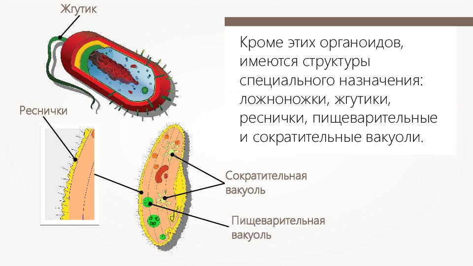 Реснички и жгутики. Жгутики и реснички эукариот. Реснички и жгутики органоиды. Жгутики реснички ложноножки.