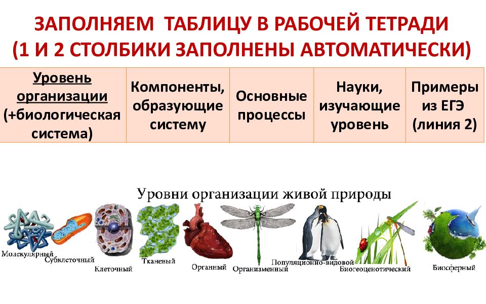 1 биология наука. Компоненты образующие систему тканевого уровня. Генетика место в системе биологических наук. Элементы образующие систему. Элементы образующие молекулярную систему.